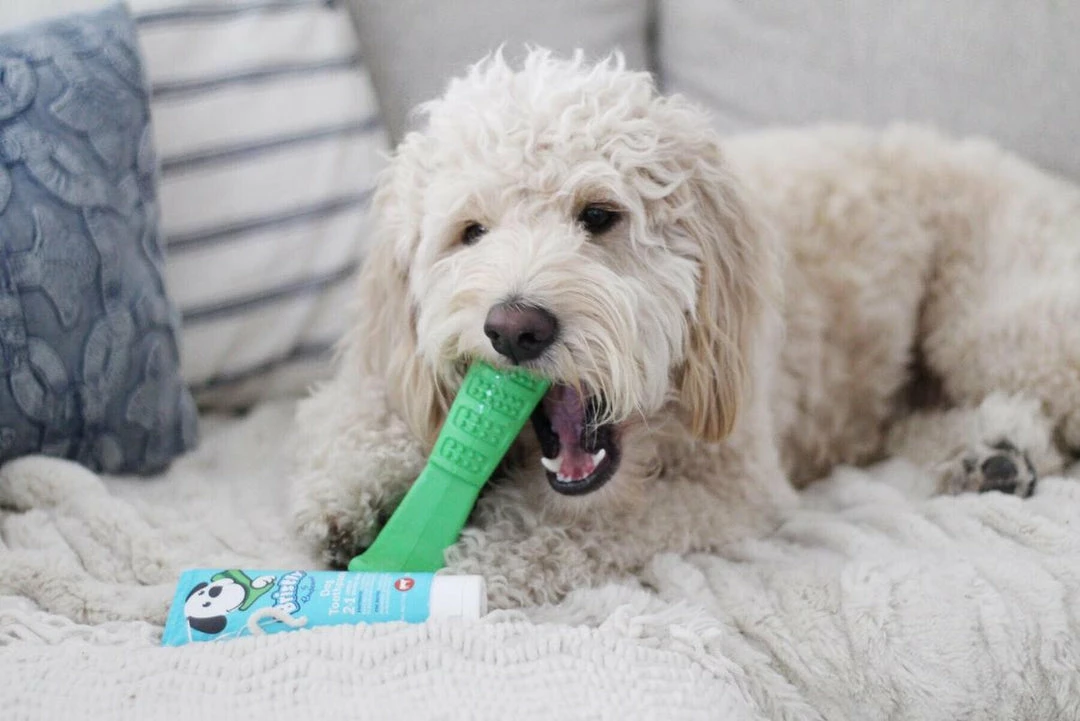 Hot Sale 🛒 Bristly Prebiotic Toothpaste 😉 6 Bristly Prebiotic Toothpaste